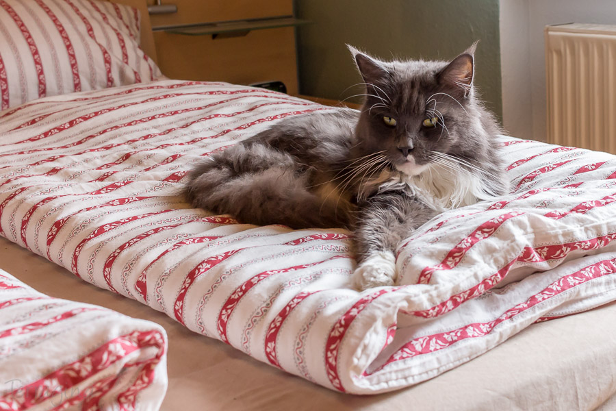 alles_fuer_die_katz_20-3