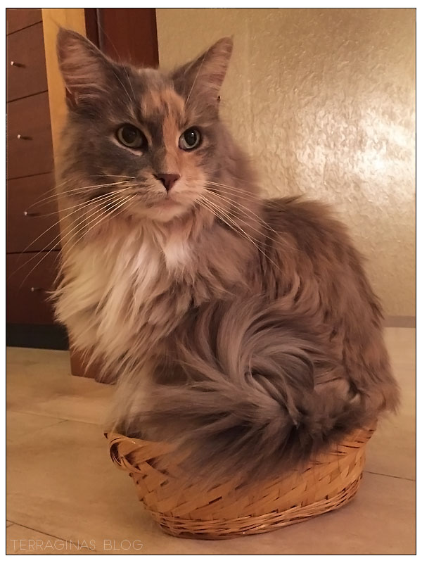 nala_27112015_02