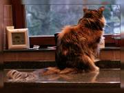 Schade - heute kommt gar nichts im Katzen-Kino...