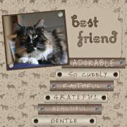 Best Friend - a very adorable cat / &copy; by KS