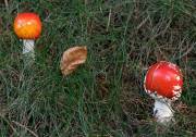 Fliegenpilze (?) im Taunus