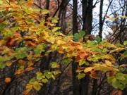 Der Taunus im bunten Herbstkleid 02