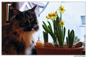 Unser Blumenmädchen (sie frisst sie nicht!!)