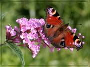 Schmetterling auf Blume - Foto © by KS