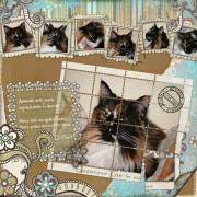 Sweetest Cat in Town