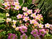 Phlox??