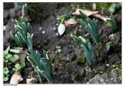 Bei uns im Garten